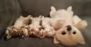 Pup Stays Completely Still In Order To Avoid Waking Sleeping Kittens