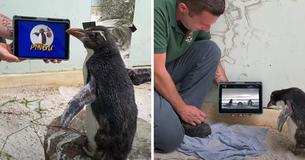 Penguin Isolated In Zoo Gets Over Feelings Of Loneliness By Binge-Watching Pingu