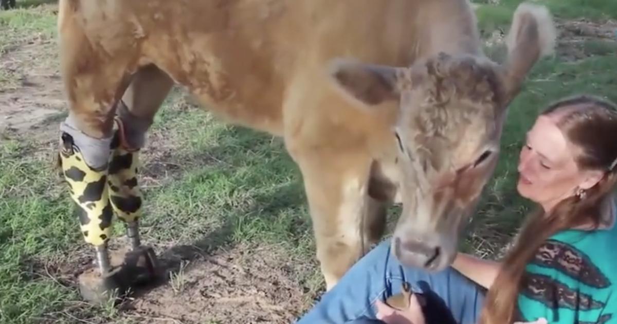 Amputee Cow Named Hero Role-Models In Moo Aspects Than One