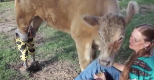 Amputee Cow Named Hero Role-Models In Moo Aspects Than One
