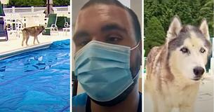 Delivery Driver Sees A Snout Bobbing Above Water In Family's Pool, Rescues Senior Dog From Drowning