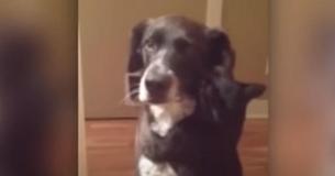 Un chat attend plus d'une semaine que le chien revienne à la maison - la mère ne s'attend pas à ce qu'il soit aussi ému