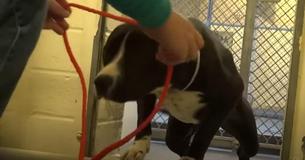Un chien de refuge confus comprend qu'il a finalement été adopté