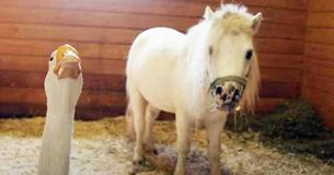 Une oie protectrice ne permettra à personne de blesser son meilleur ami mini-cheval