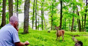 Deer Spots Man Eating Apple — Brings Fawn Over For Piece