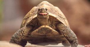 Eine Familie "verliert" eine Schildkröte – und findet sie dreißig Jahre später lebendig und wohlauf im Haus