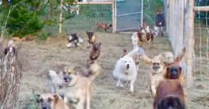 Rescue Dogs Are Ecstatic To Go Out And Run In Their New Pen