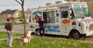 Pit Bull Patiently Waits In Line At The Ice Cream Truck