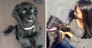 Blind Rescue Dog Gets Eye Surgery And Looks At Owner For The First Time