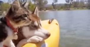 Kitten die door husky's is opgevoed denkt dat ze een hond is