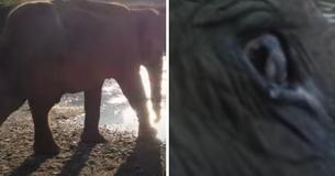 Una elefanta rescatada después de 70 años de abusos se pone a llorar al darse cuenta de que ya está a salvo