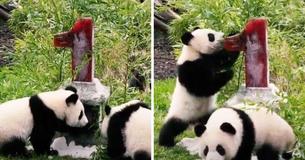 Twin Pandas Celebrate First Birthday At Zoo With Festive Cake Made From Favorite Fruits And Veggies