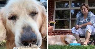 Family Vows To Help Give Abandoned Dog With Terminal Cancer His Ultimate Life