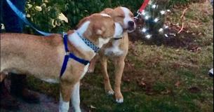 Two Puppy Brothers Left In Shelter Reunite After Four Months Because Of Special Adoption