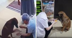Desperate Stray Dog Limps Up To Pharmacist Seeking Medical Treatment For Her Injured Paw