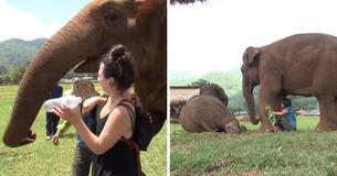 Elephant Turns Visitors Away So Her Caretaker Can Sing Lullaby To Her Baby