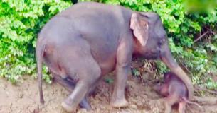 Elephant Rescues Baby Calf From Drowning In River