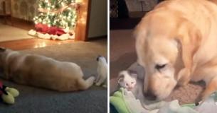 Senior Dog Finds Stray Kitten On Farm And Currently They're Wholly Inseparable