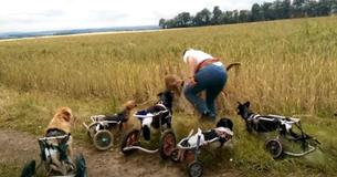 Une meute de chiens handicapés circulant dans des charrettes à roulettes joue à " va chercher " pendant leur promenade