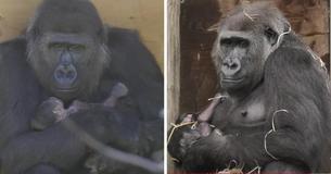 Un gorille d'une espèce en voie d'extinction donne naissance à un bébé dans un zoo
