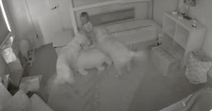 Une mère se demande comment son bébé fait pour sortir de son berceau, jusqu'à ce qu'elle voit ses deux chiens dans la caméra de sécurité