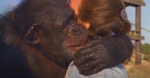 Une femme se réjouit des retrouvailles avec des chimpanzés qu'elle a sauvés du laboratoire il y a vingt-cinq ans