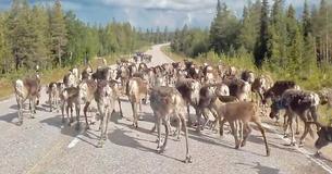 Massive Reindeer Herd Block Traffic In Forest