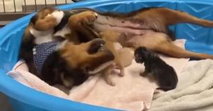 Rescue Dog Who Lost Own Litter Of Puppies Mothers Trio Of Orphaned Kittens