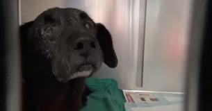 Dumped In A Trash Bag, Sweet Senior Dog Gets Another Chance