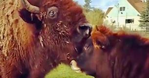 This Lonely, Blind Bison Didn’t Have Any Companions At Sanctuary Farm Until Oliver Showed Up