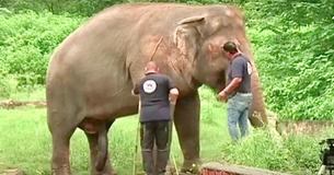 "L'éléphant le plus solitaire du monde" autorisé à quitter le zoo pour une vie meilleure