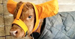 Turns Out Farmers Are Protecting Their Calves From Frostbite With Earmuffs And It’s Too Adorable