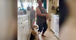 Grandma Cuts Shapes In The Kitchen And Her Beagle Joins In