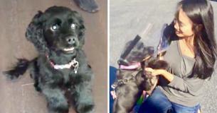 Blind Rescue Dog Undergoes Eye Surgery And Gets To Look At Owner For The First Time