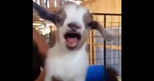 Baby Goats Enjoy Jumping Around The Place — It's A Sight To See
