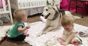 Siberian Husky Can't Get Enough Of Playing With Twin Siblings