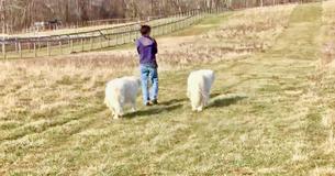 Woman Walks Her Dogs And Group Of Farm Animals Decides To Tag Along