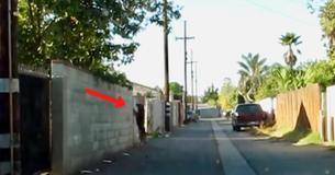 Dog Waits In An Alley In Order To Be Returned To Yard After Being Evicted By Her Family