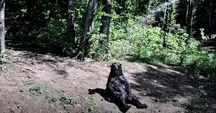 Bear Spent Twenty Five Years In A Circus, Now Enjoys Shower At His New Sanctuary Home