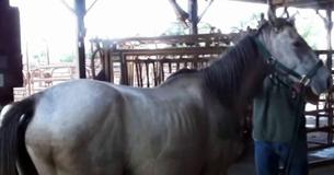 Free A Deserted Pregnant Horse From Auction And Slaughter