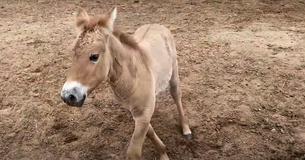 First Clone Of Endangered Horse Born In Effort To Preserve Species