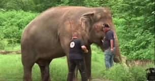'World's Loneliest Elephant' May Finally Find Friends Following 35 Years In A Zoo