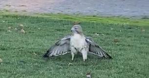Rescuers Untangle And Release Large Hawk Stuck In Baseball Field Net