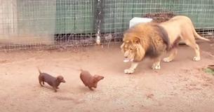 Pequeños perros salchicha corren hacia la jaula del león, pero la respuesta del felino deja a los guardianes atónitos