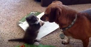 Adorable Kitten Meets Dachshund For First Time