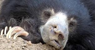 Rescued Dancing Sloth Bear Currently Enjoys The Peaceful Life At Gorgeous Sanctuary