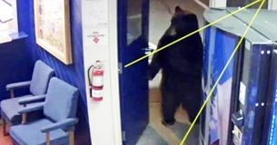 Bear Casually Enters California Highway Patrol Office