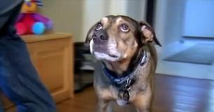 Panicking Dog Wakes Up Family Right On Time To Rescue Their Baby’s Life
