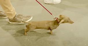 Left Behind Due To COVID-19, A Tiny Dog Travels 10,000 Miles To Rejoin Her Family