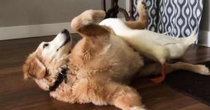 Golden Retriever And Duck Spark Unlikely Friendship